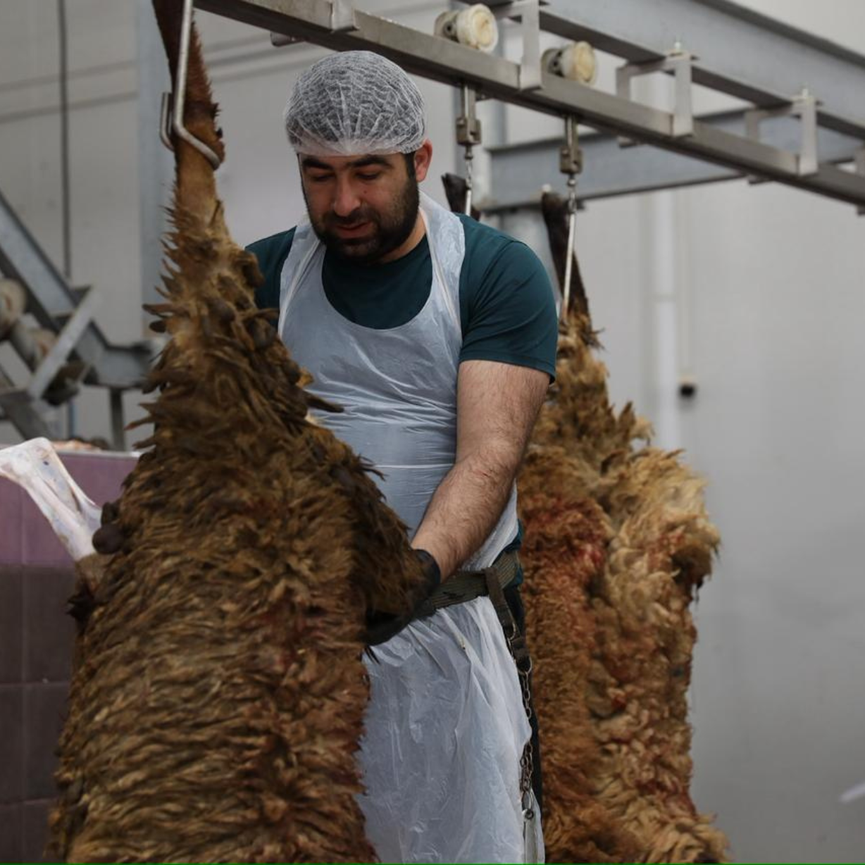 Qurban bayramı günlərində ölkə üzrə 134 ünvanda satış və kəsim xidmətləri göstərilir
