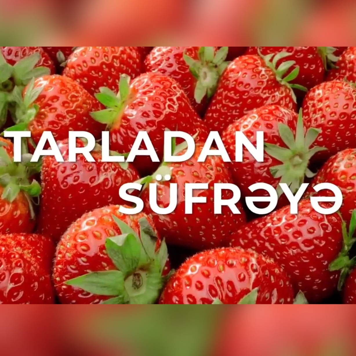 Tarladan süfrəyə: Şirin dadı, xoş ətri ilə yay süfrələrinin bəzəyi - ÇİYƏLƏK!