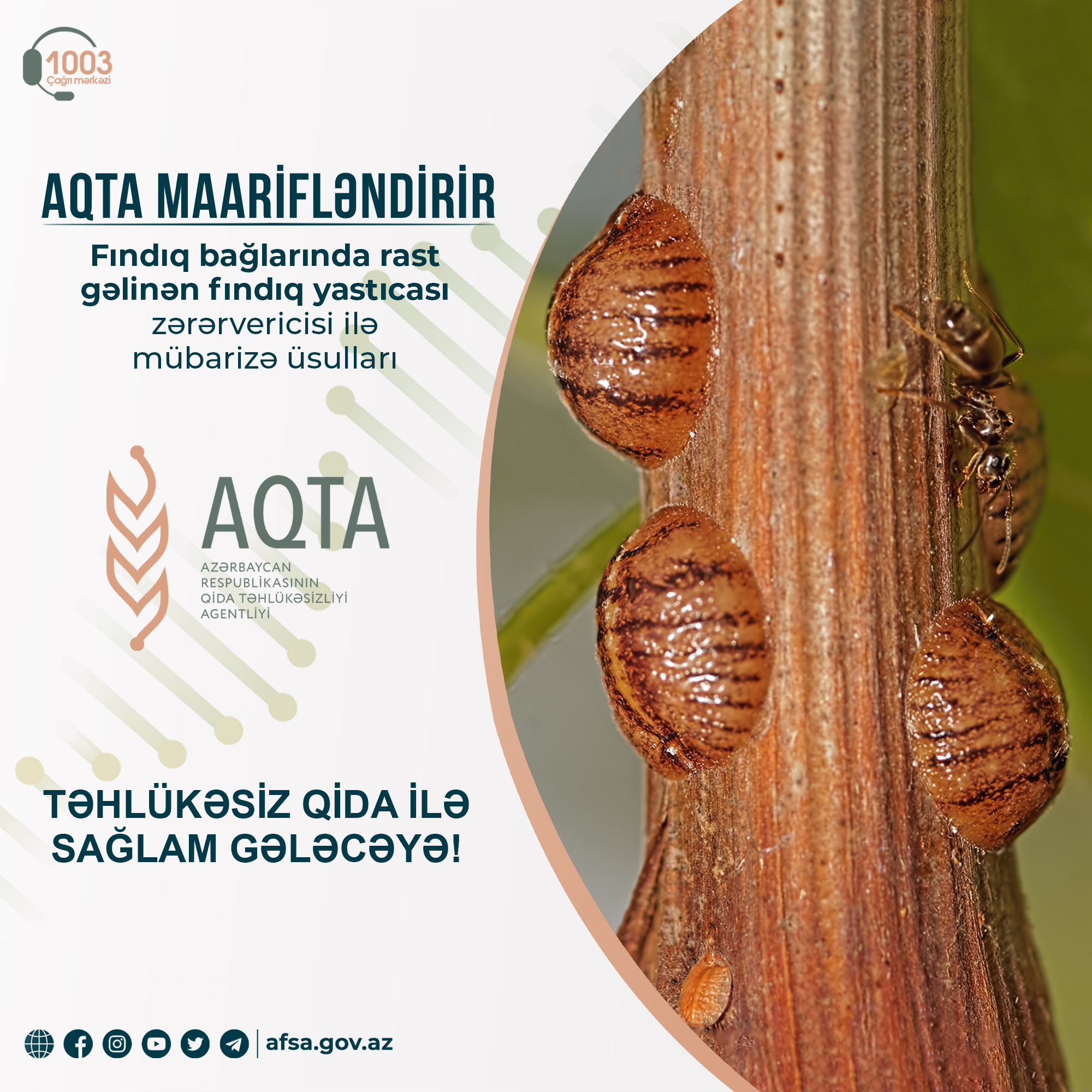 Fındıq bağlarında rast gəlinən fındıq yastıcası zərərvericisi ilə mübarizə üsulları