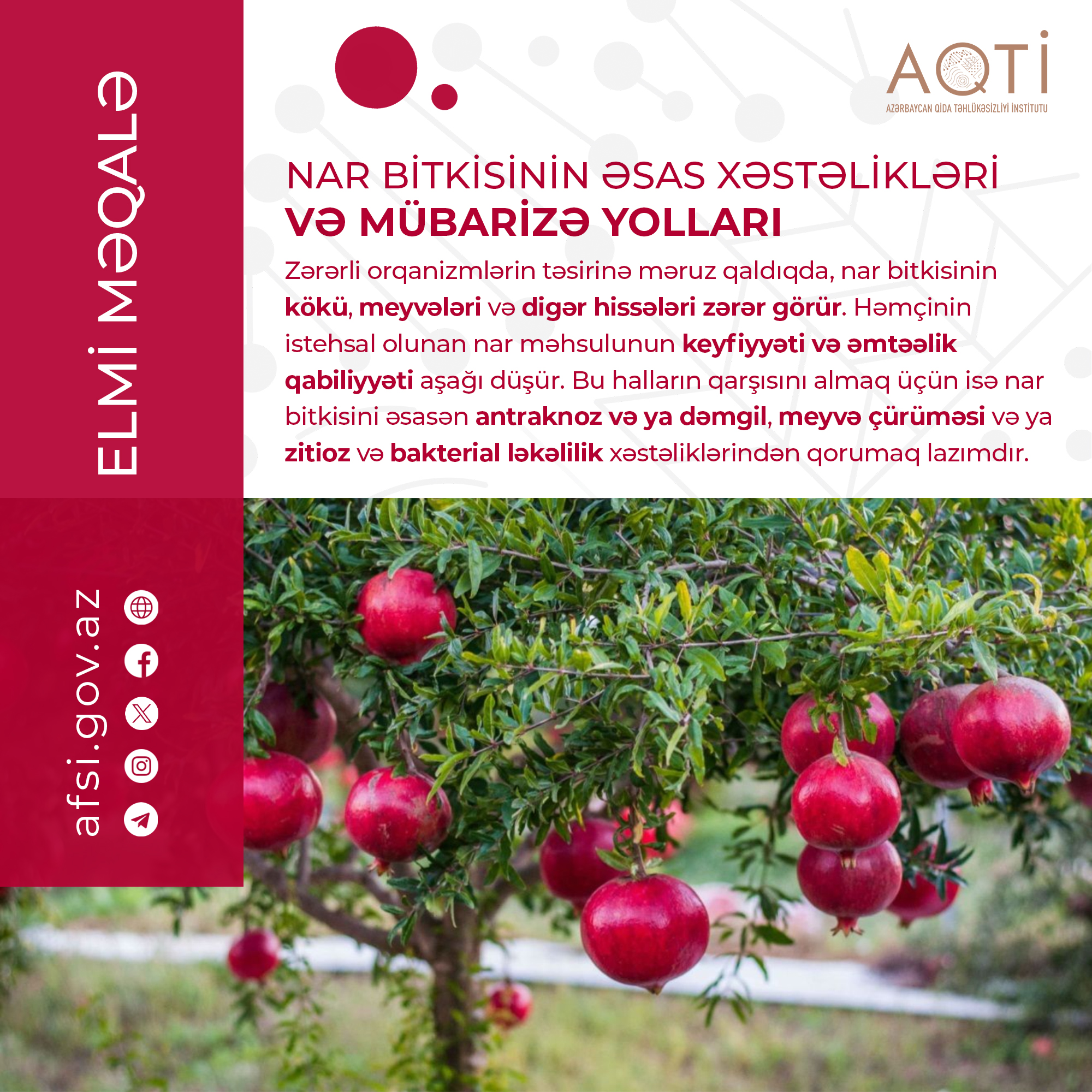 Nar bitkisinin əsas xəstəlikləri və mübarizə yolları