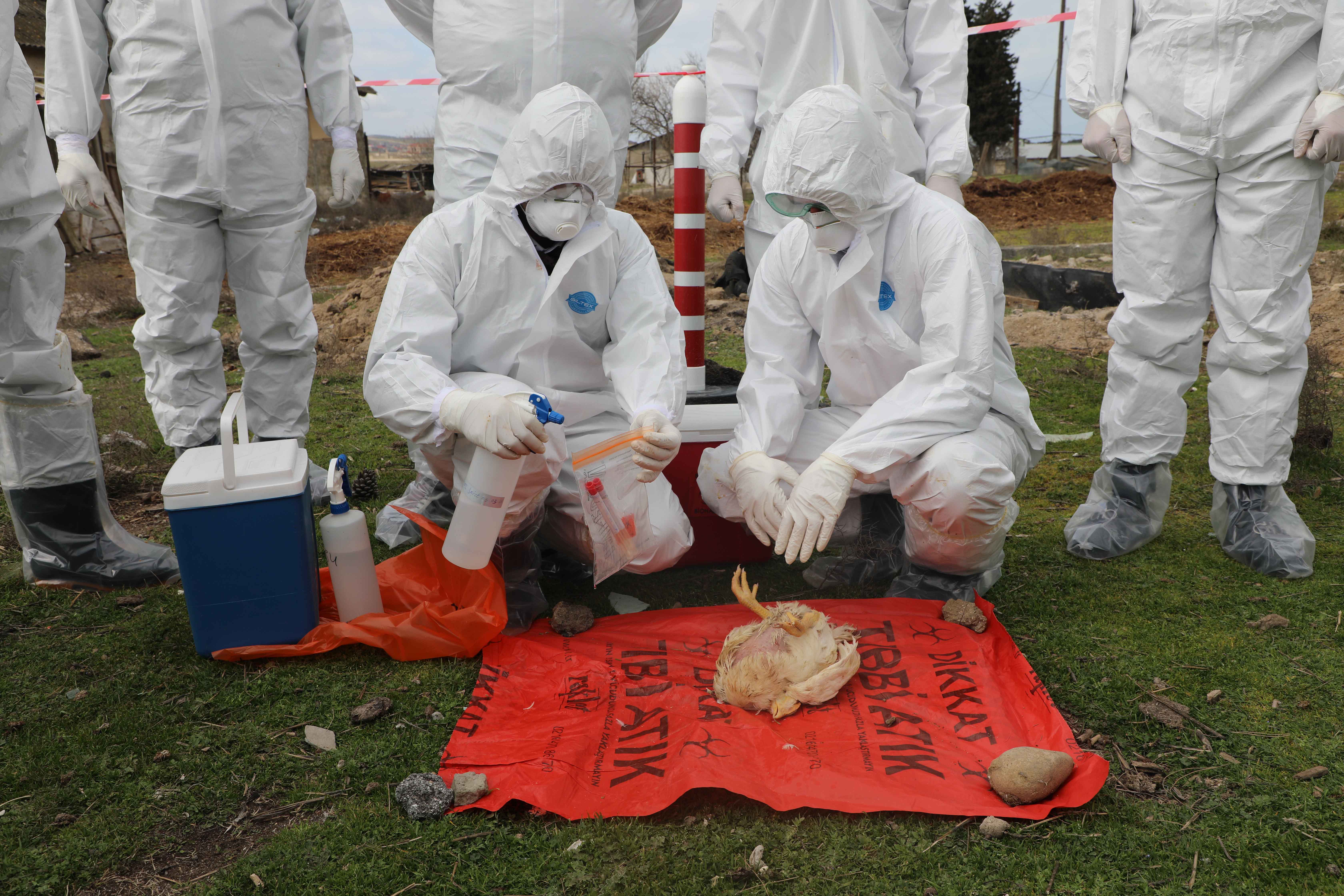 Quş qripinə qarşı simulyasiya təlimində AQTİ-nin biotəhlükəsizlik laboratoriyası xəstəliyin diaqnostikasını həyata keçirib